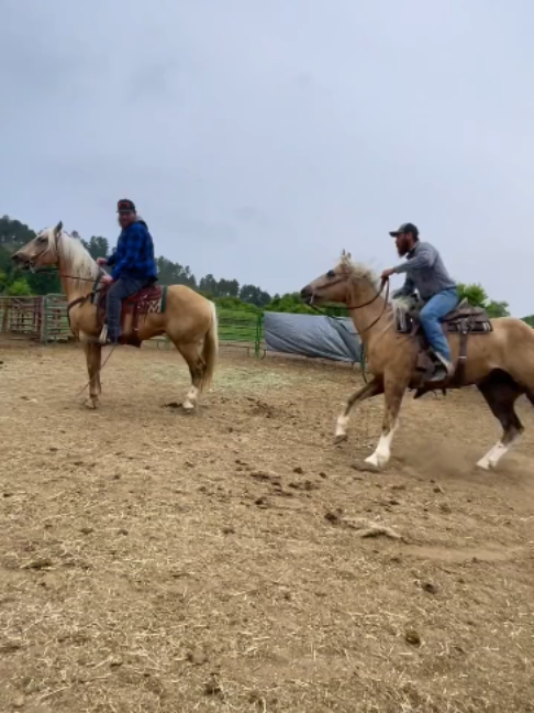@Horses TikTok