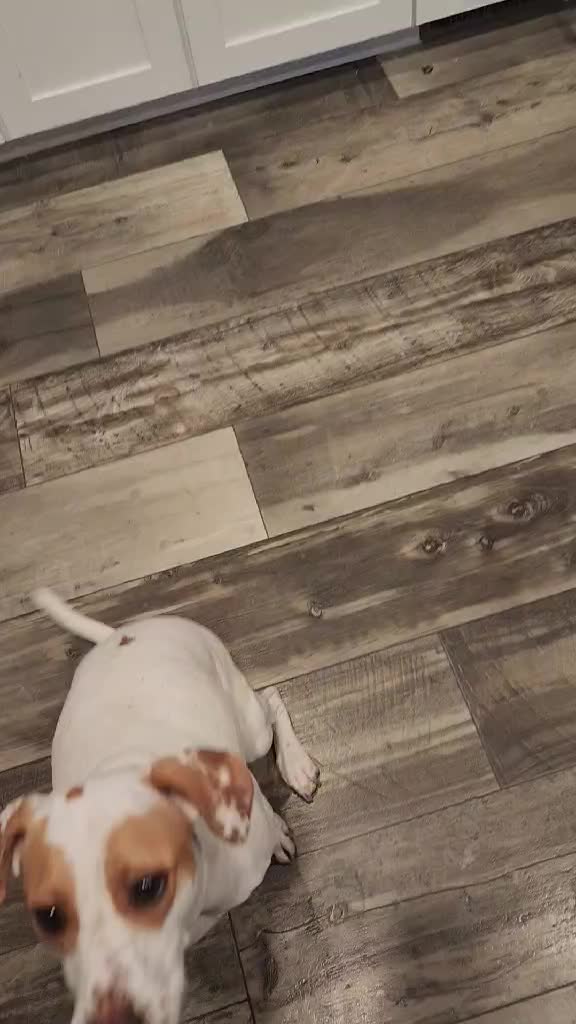 @Sproutie 🐶