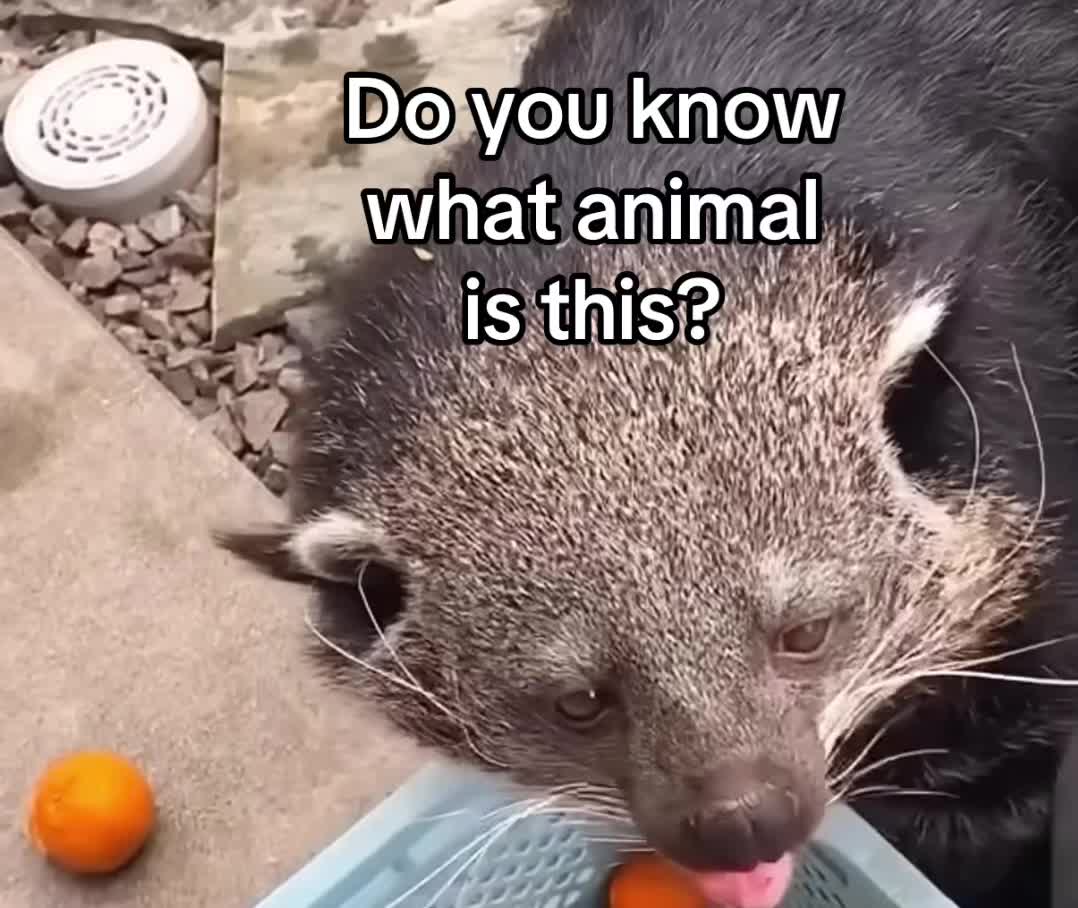 @The Appalachian kitties