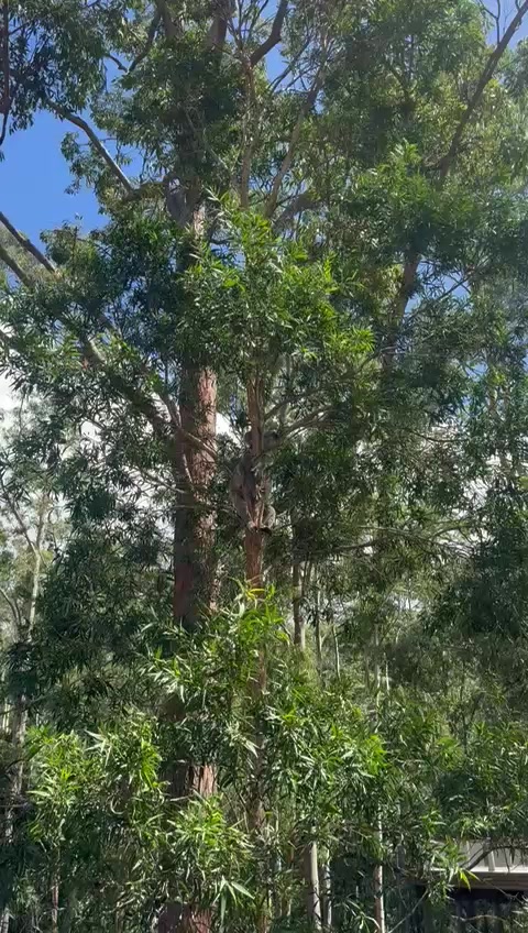 @Koala Conservation Australia