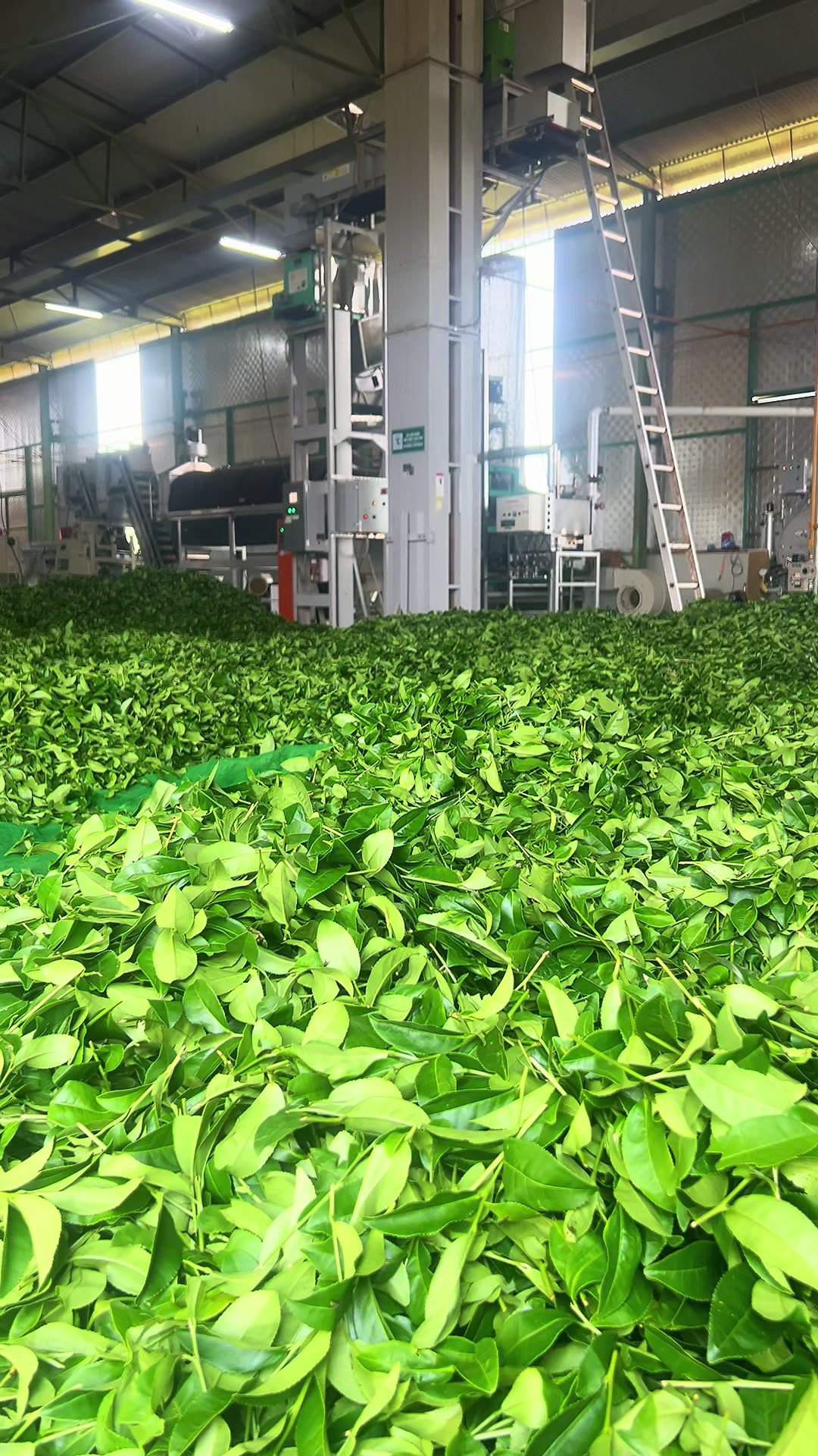 @N&ocirc;ng Trường olong Tằng Vĩnh An