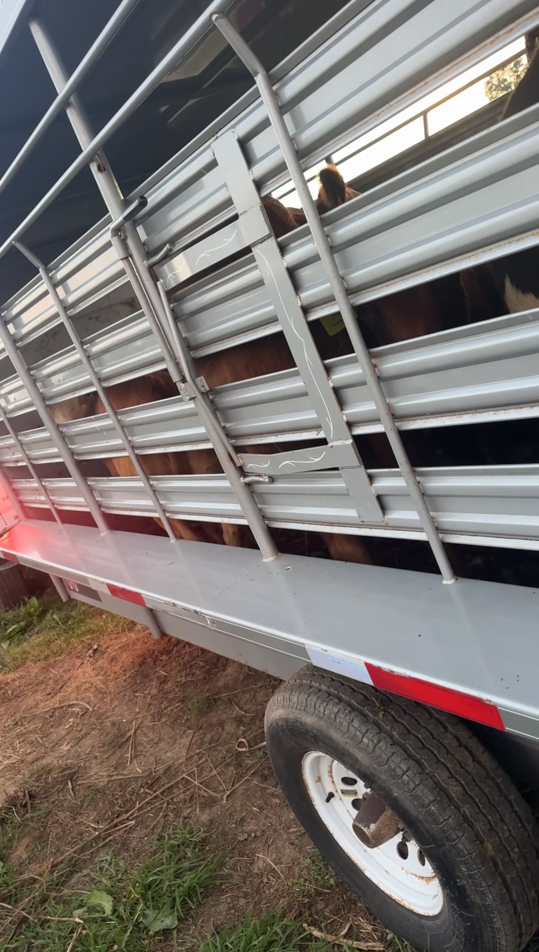 @tripleclivestock