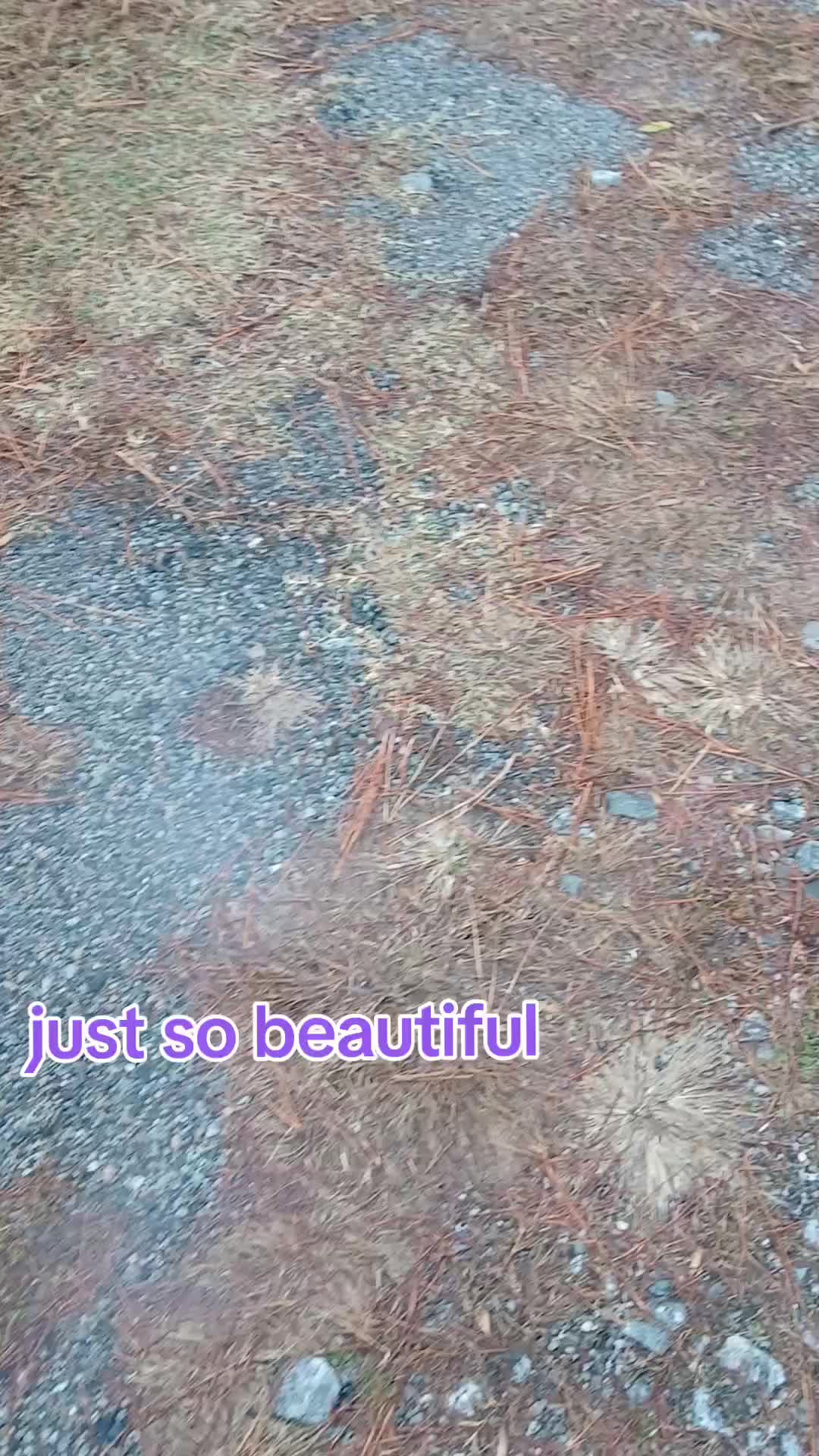 @LoyalQueen👑