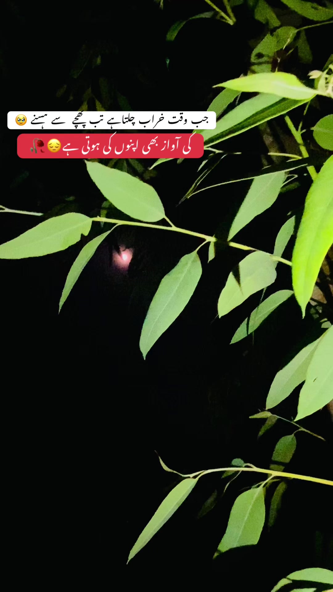 @🥬🎗️پنڈاں آے 🌺
