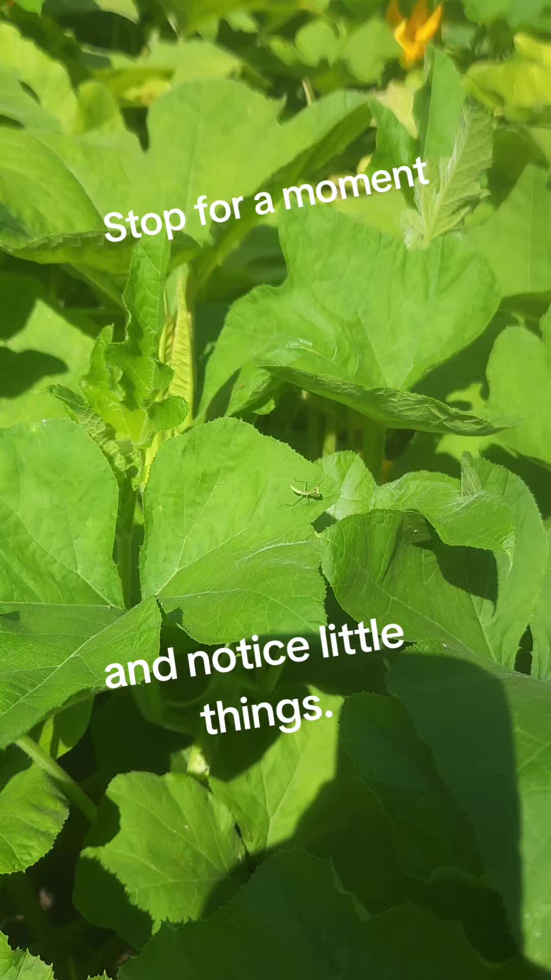 @feral_veteran