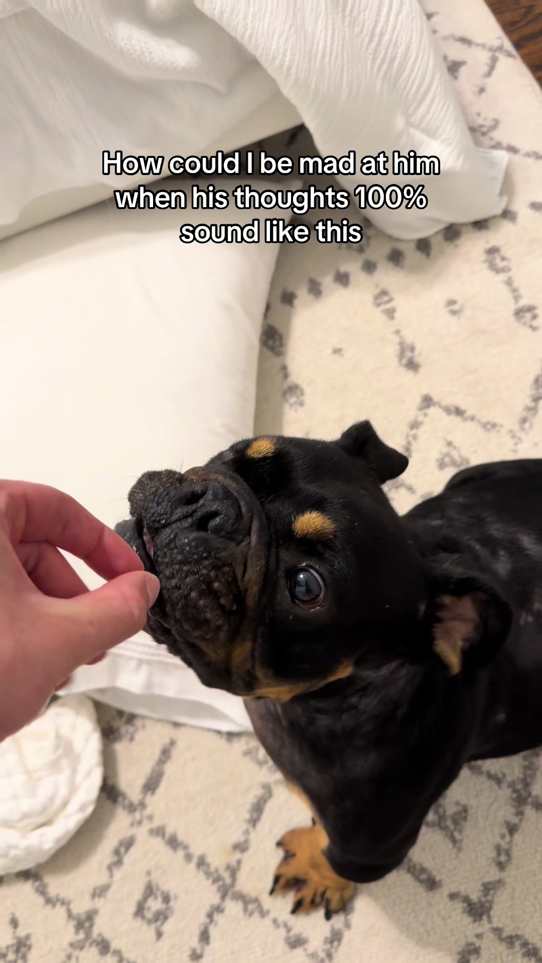 @Poptart The Bulldog