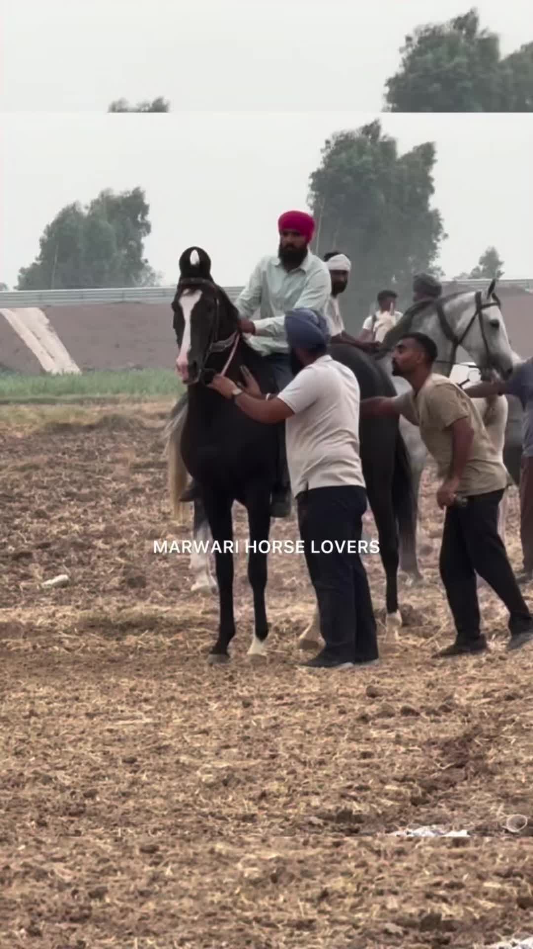 @🏇 MARWARI HORSE RACING 🏇