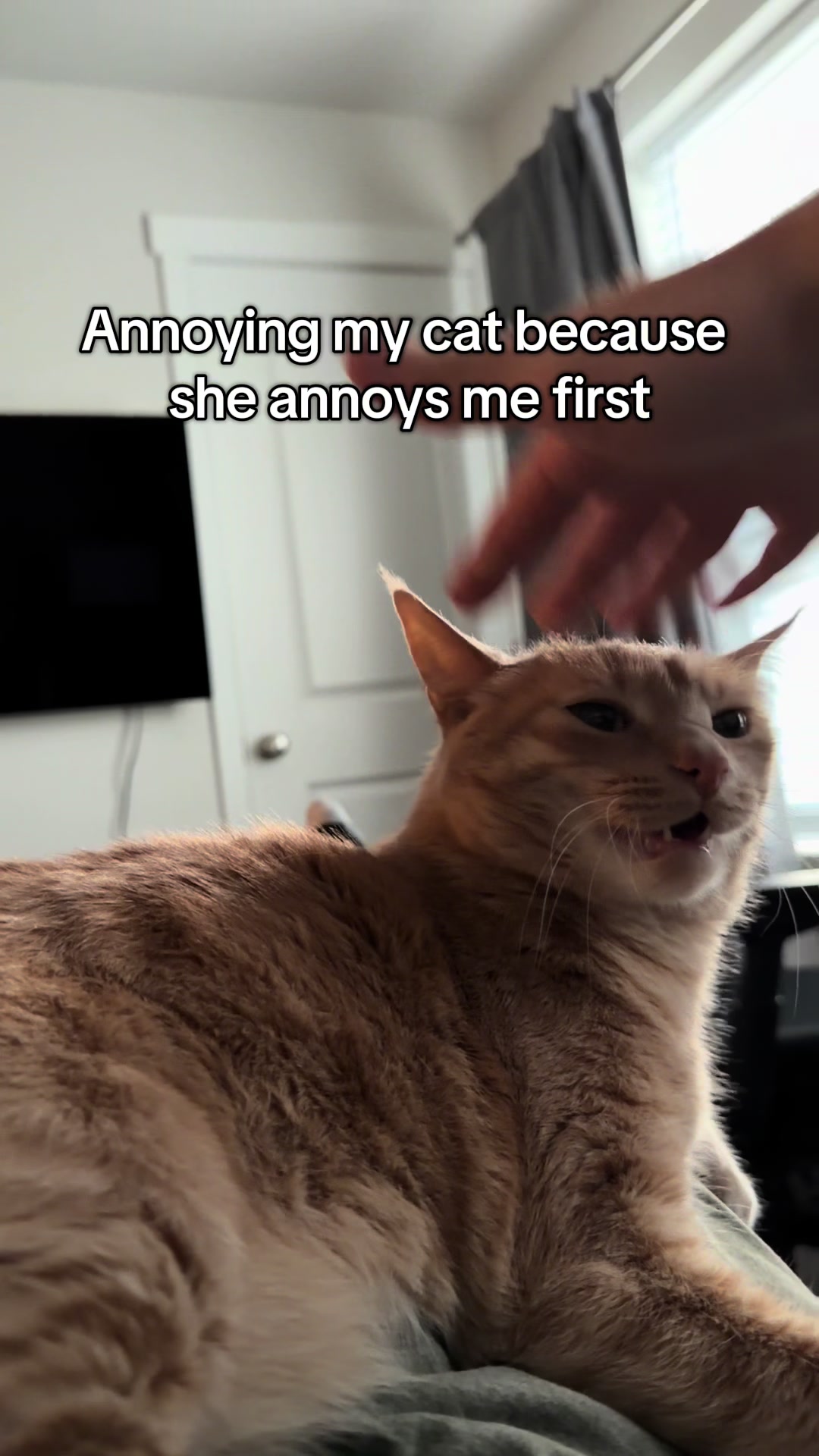 @honeythecat