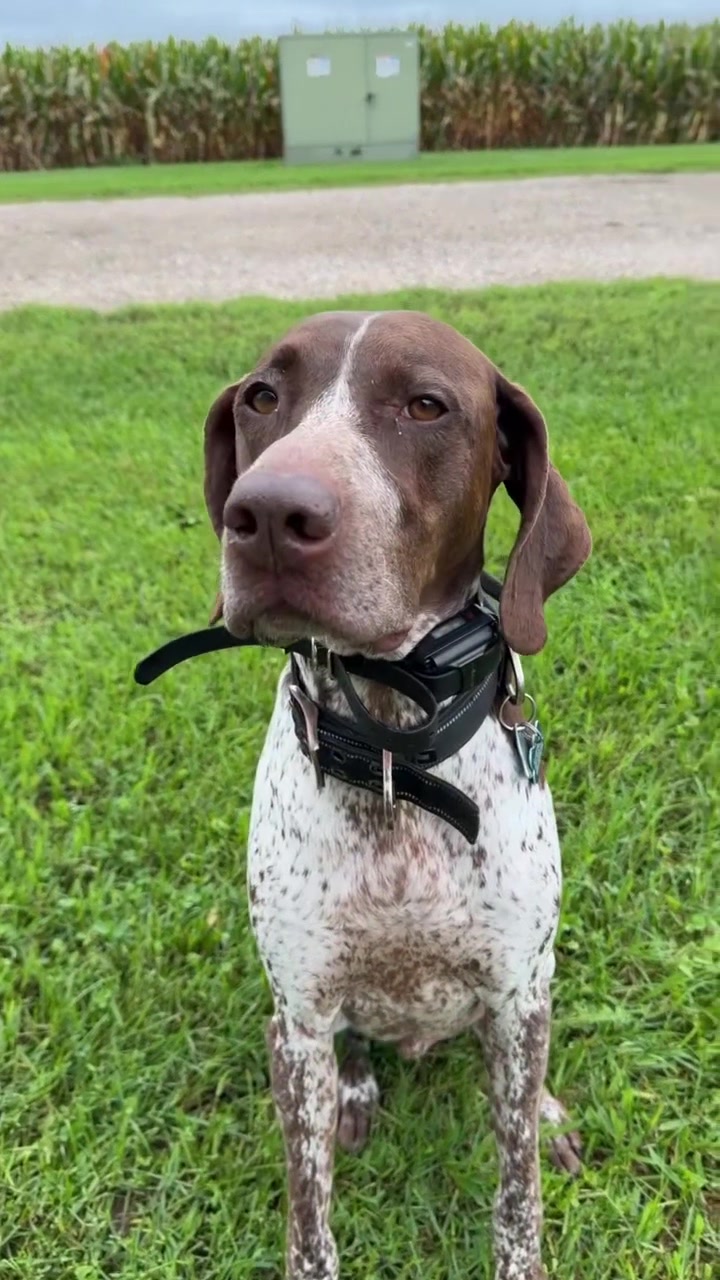 @balancedcanineacademy