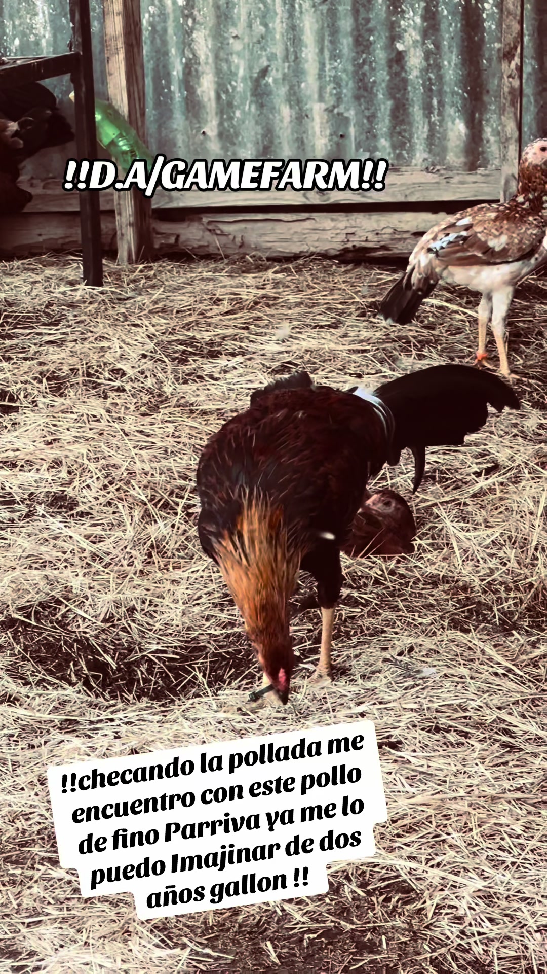 @DAgamefarm