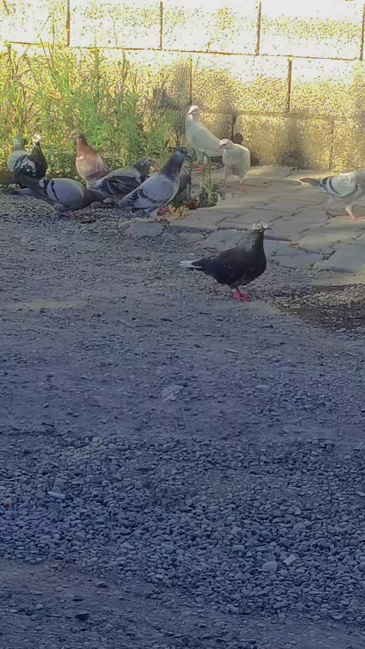 @Okan Kç