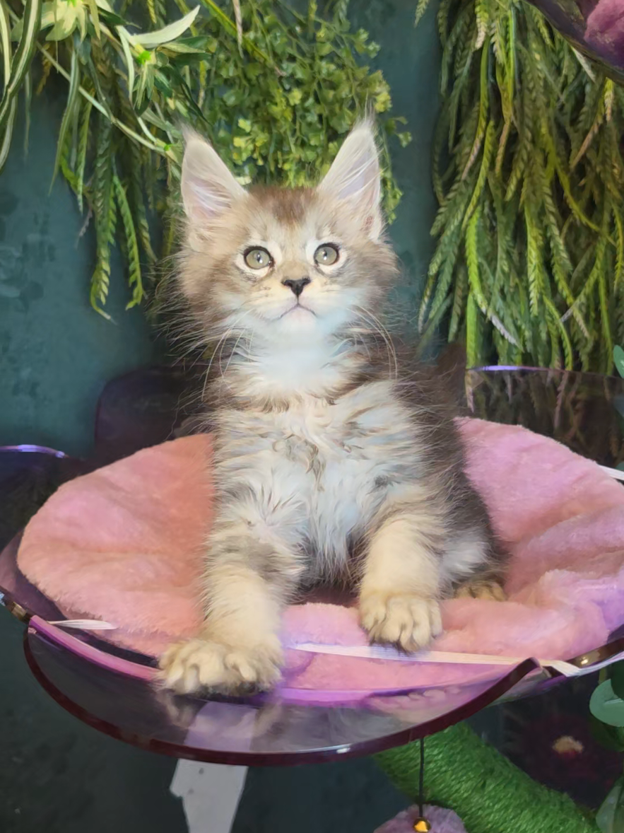 @Peaky Claws Cattery
