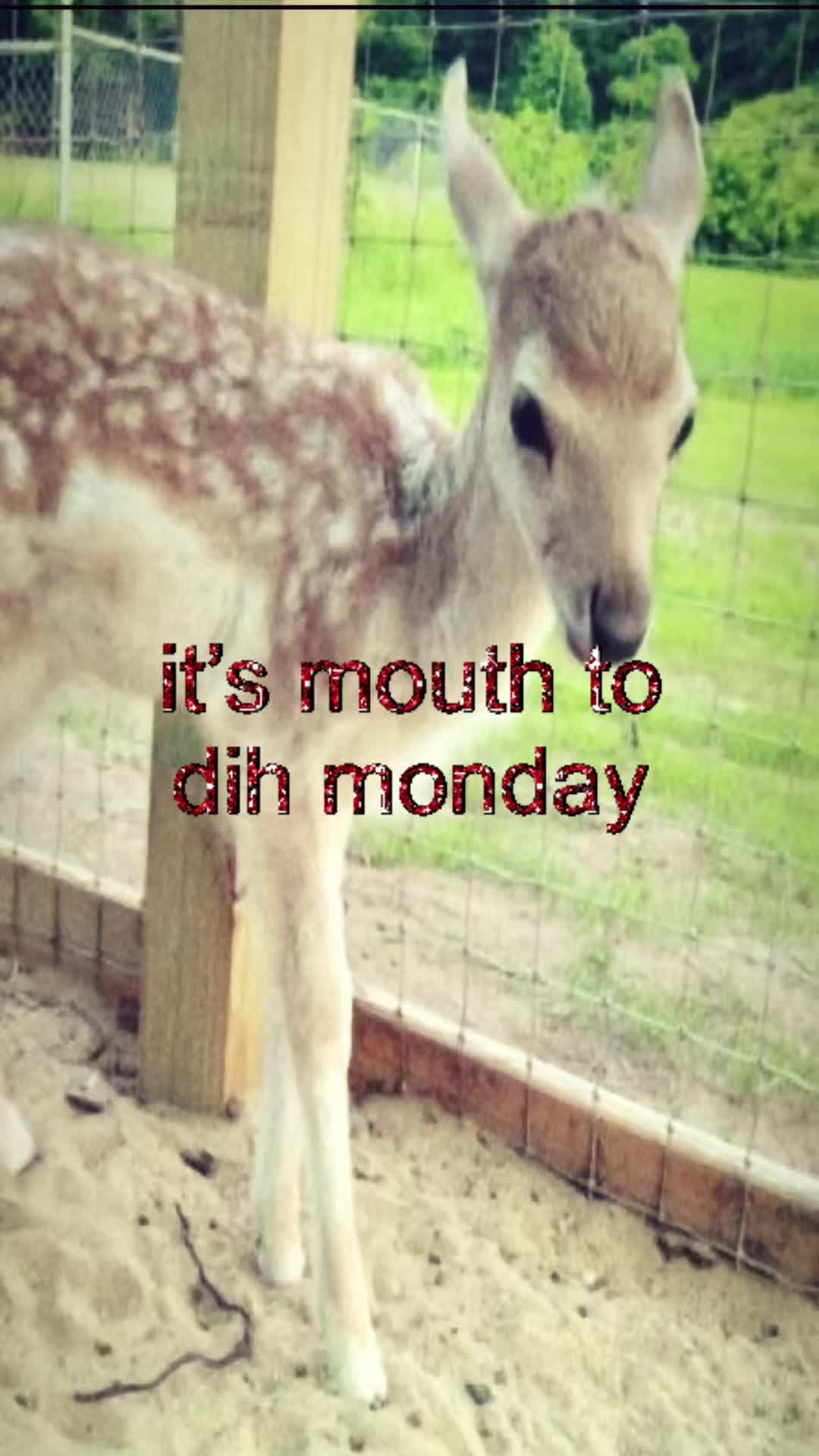@livinlikedis