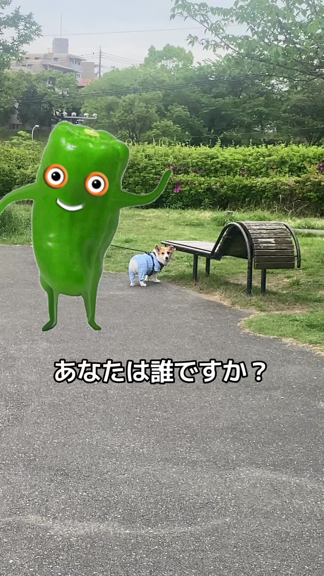 @コーギー犬のホープくん