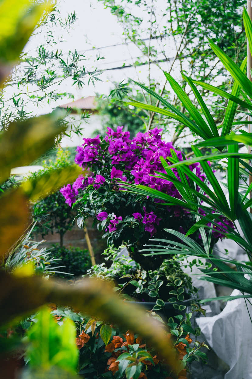 @Macetare Garden Shop Ecuador