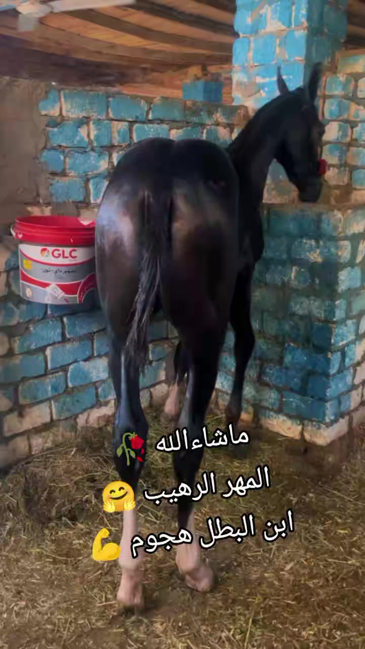 @چياب الاصايل