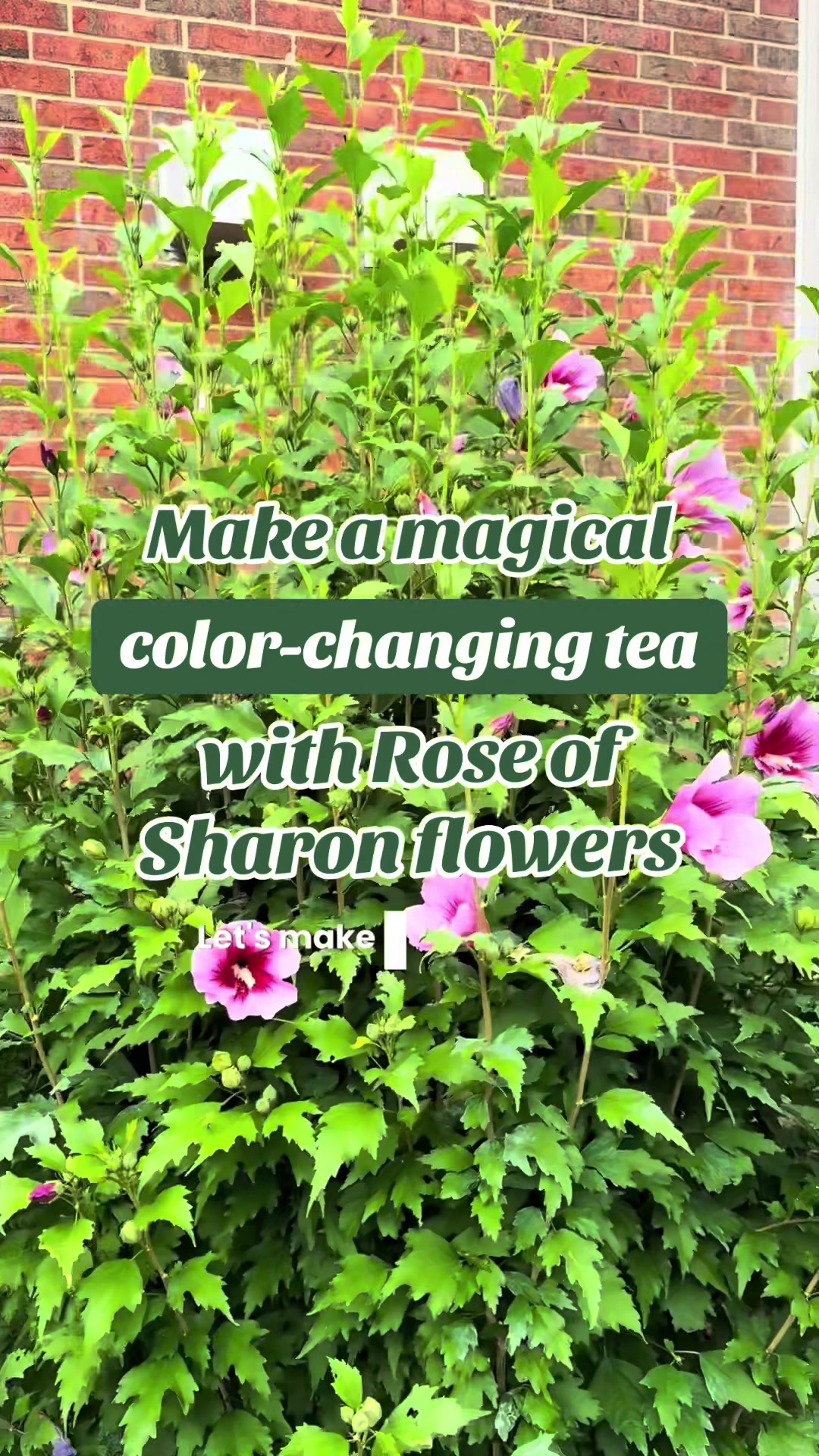 @Sharon Makes Magic ✨🌱
