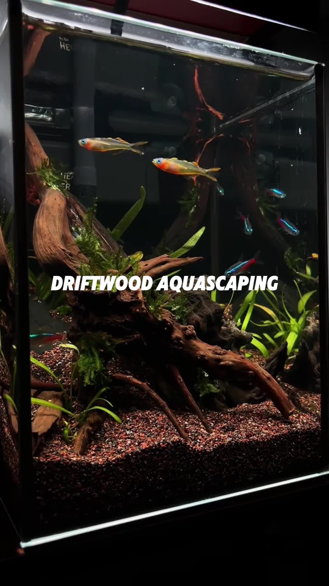 @AquaBunny