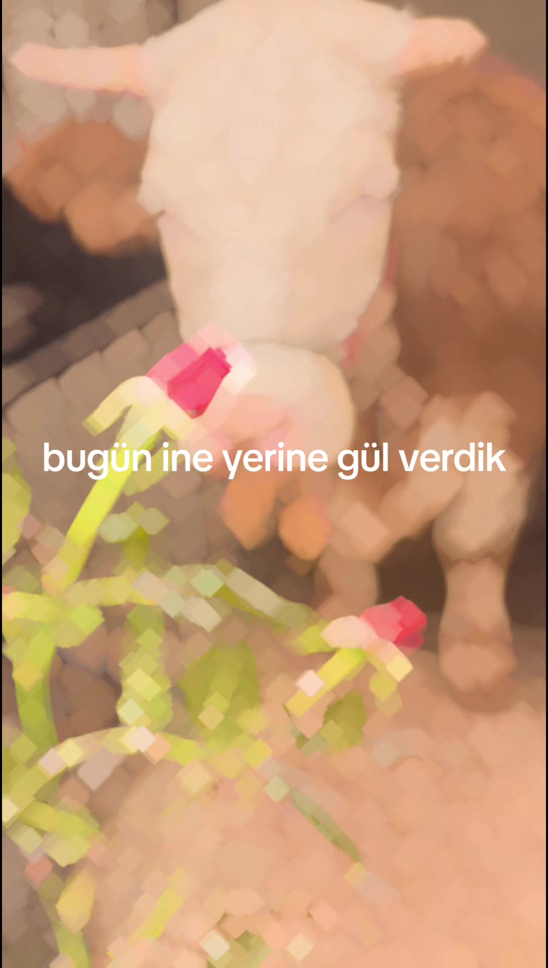 @Vet. Hek. Mehmet bozan SAMAK