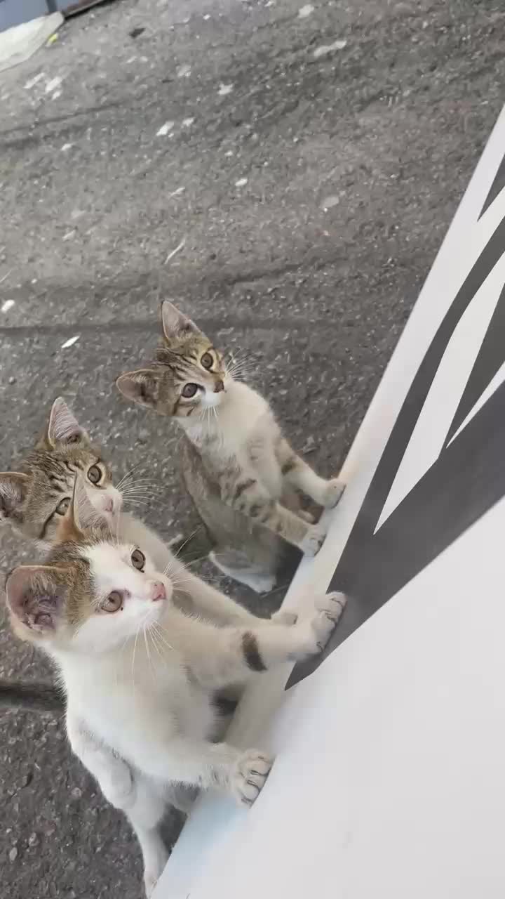 @MAVİİ🐾ALİŞŞ