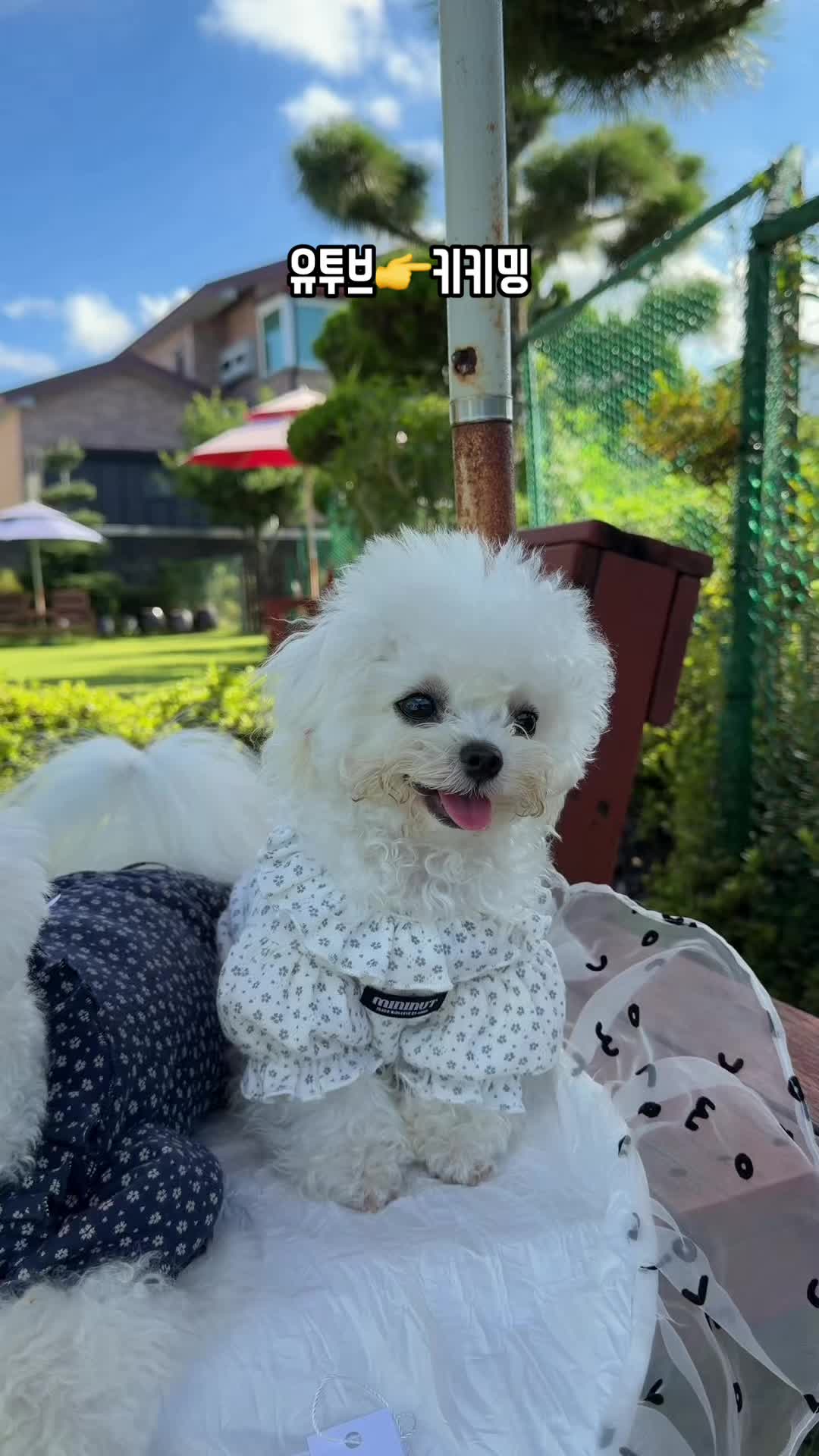@jeju_kiki
