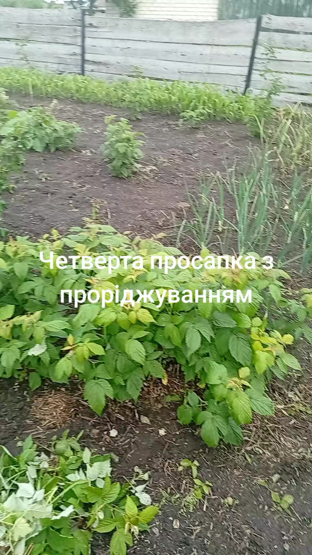 @YV