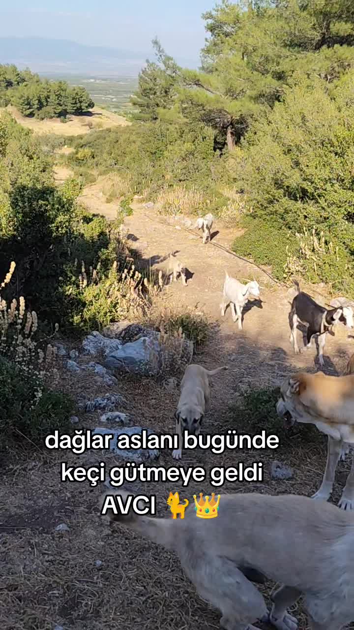 @PİSKO👉TOMBİK{45}