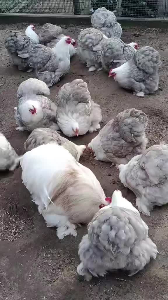 @রাজ কন্য