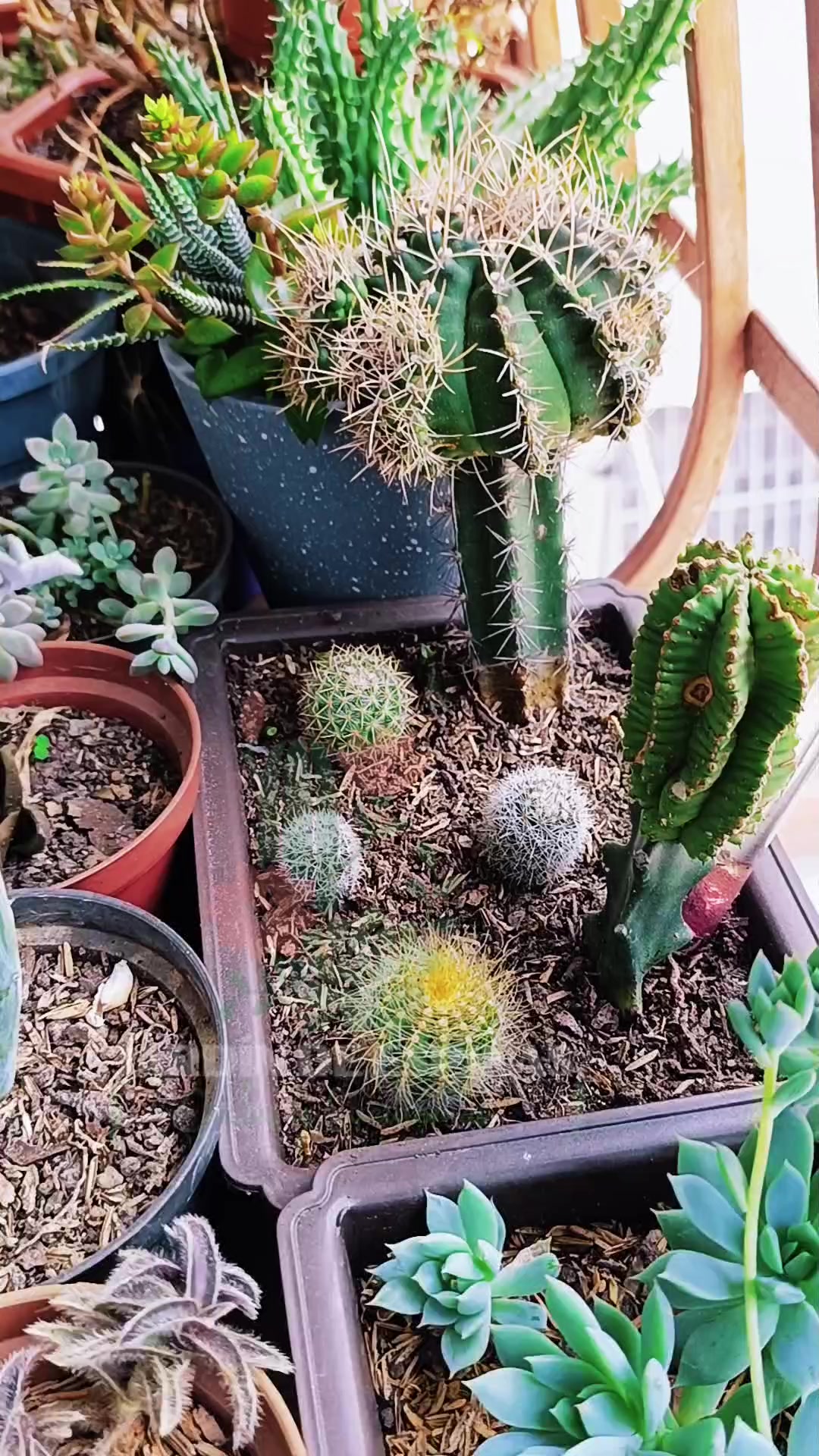 @CACTUS JARDIN DE ESPINAS