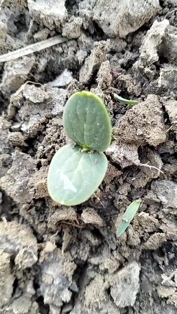 @жағдай беспа Дәулет🩷Салтанат