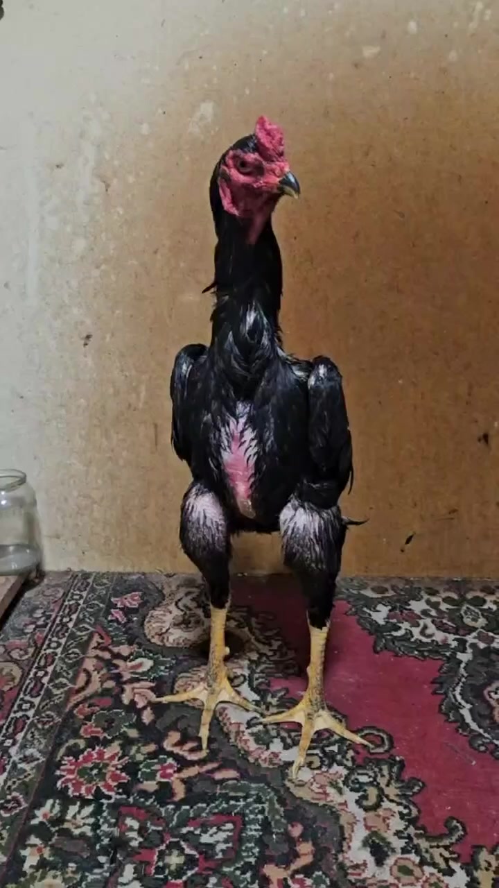 @Jasurbek