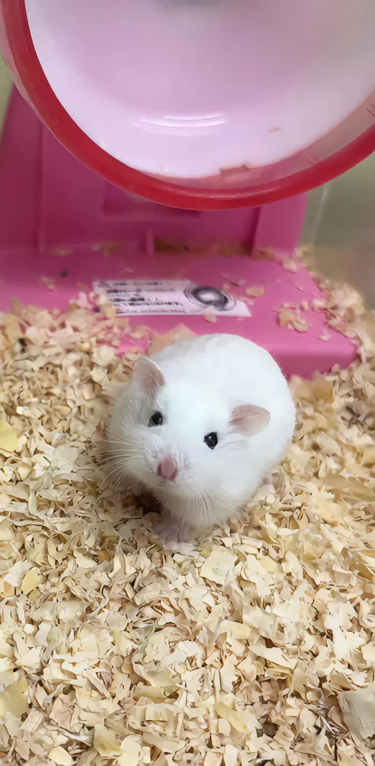 @かりん🌠