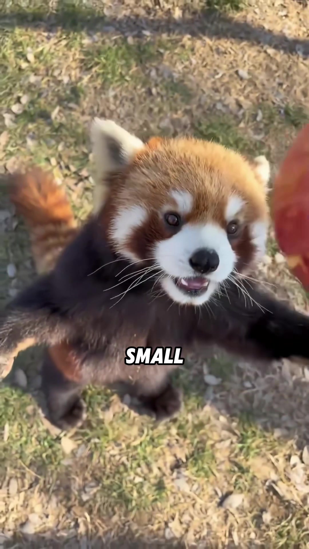 @ZoomieZoo