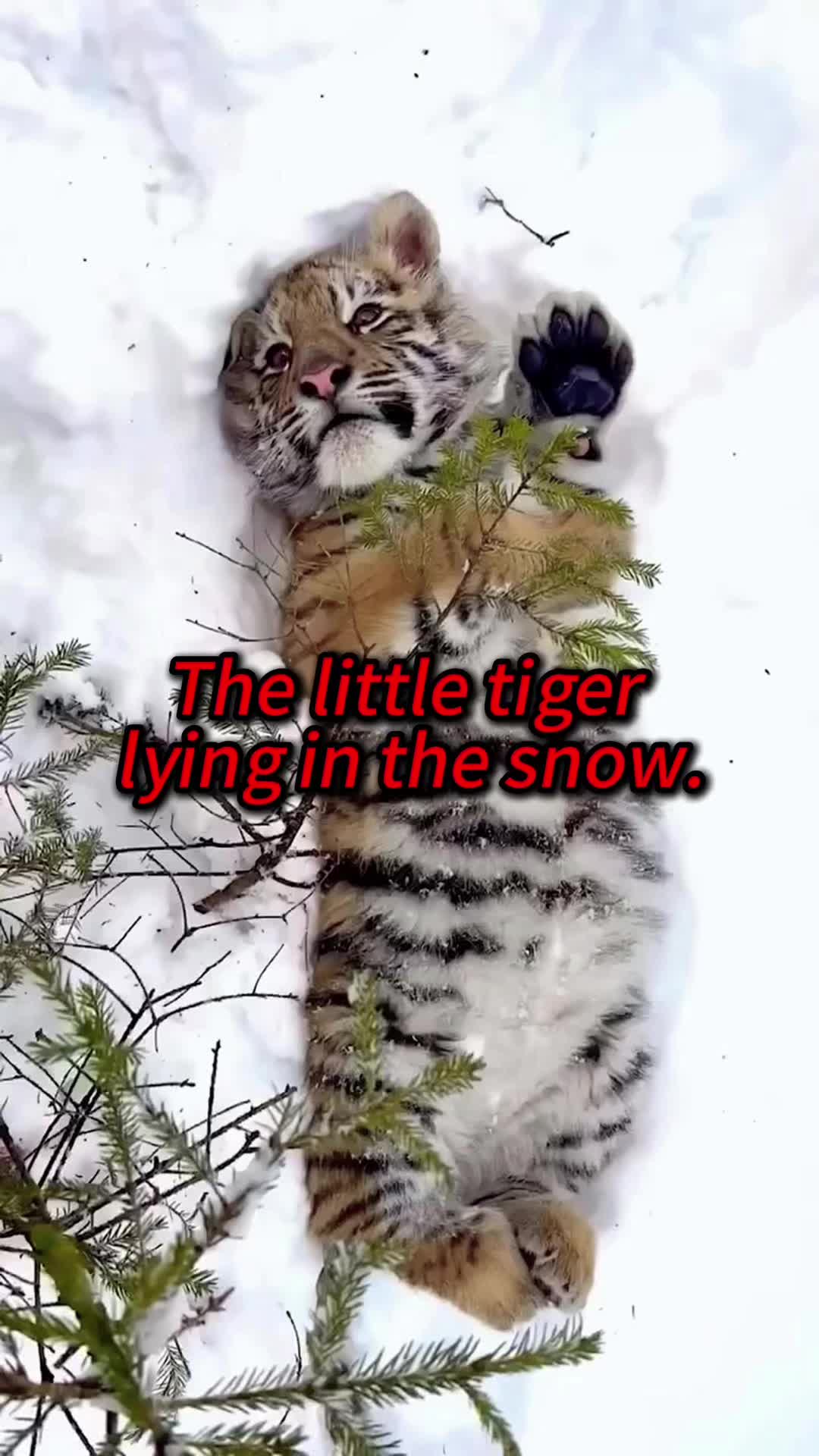 @Kiki_animals22
