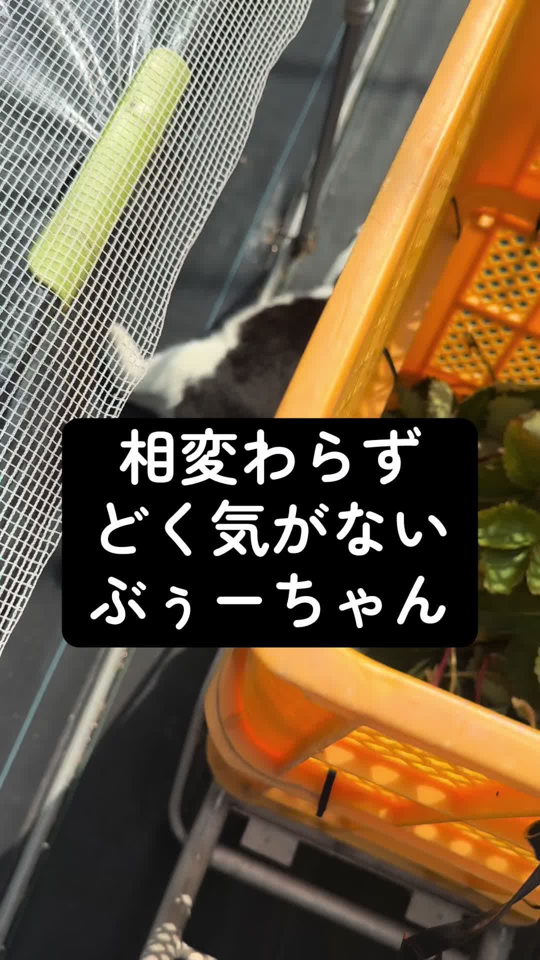 @JUN🍓👑農家のオバタン