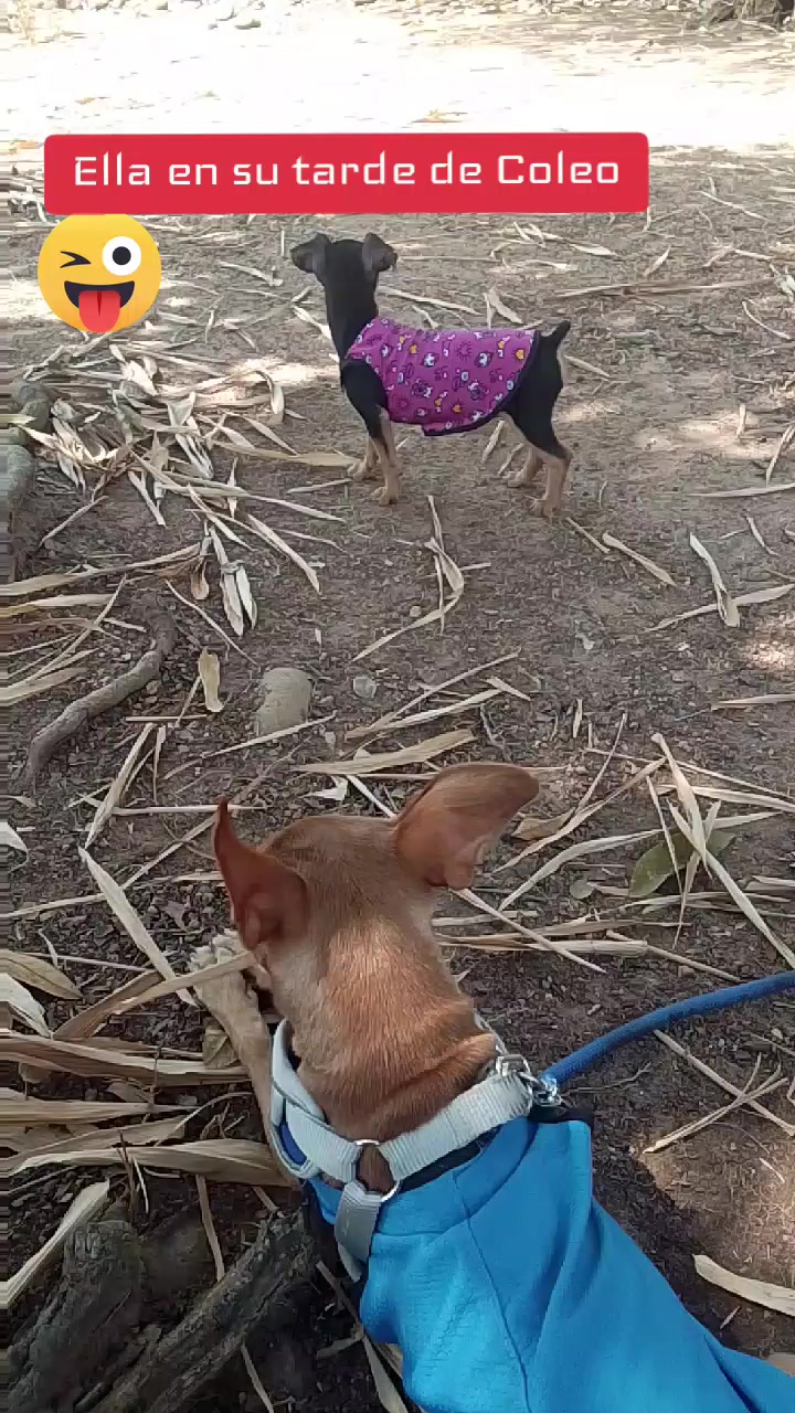 @🐶 Benji_Mya 🐾🐕