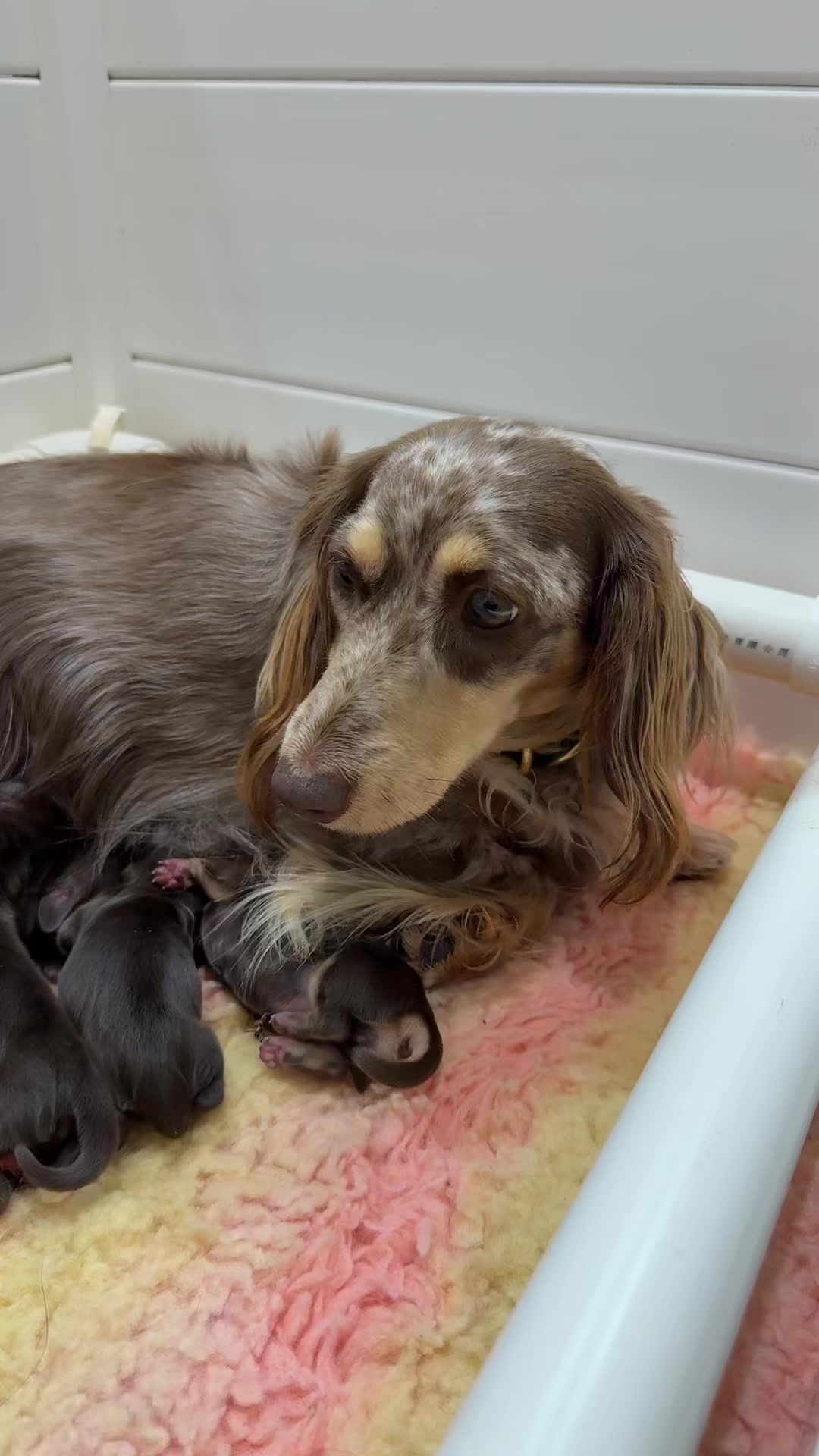 @Dachshund Dynasty