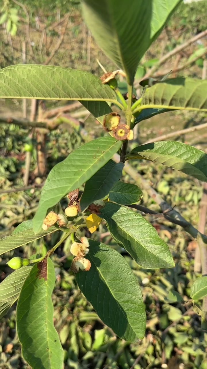 @滿幸福果園