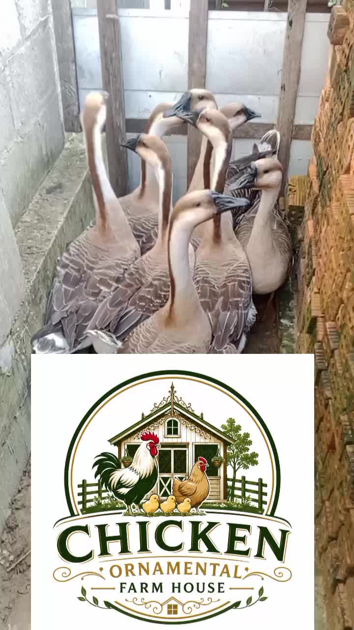@Chicken ornamental Farm