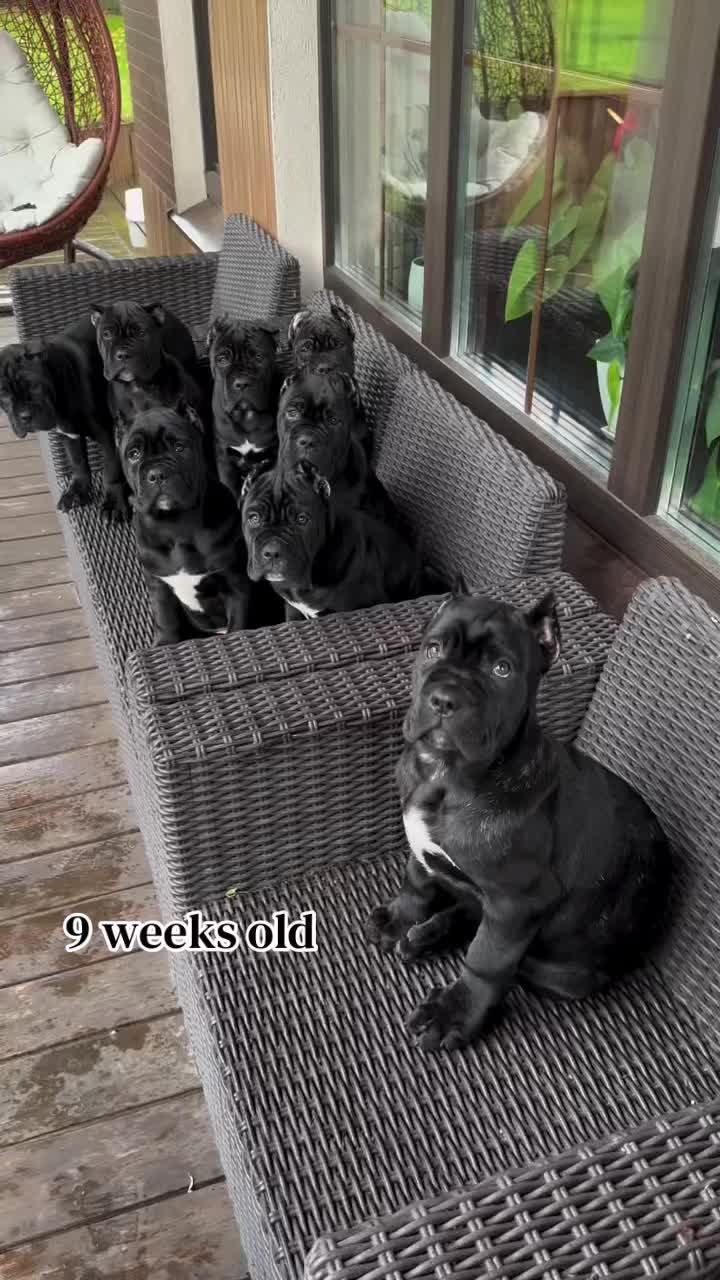 @Heart Land Cane Corso kennels