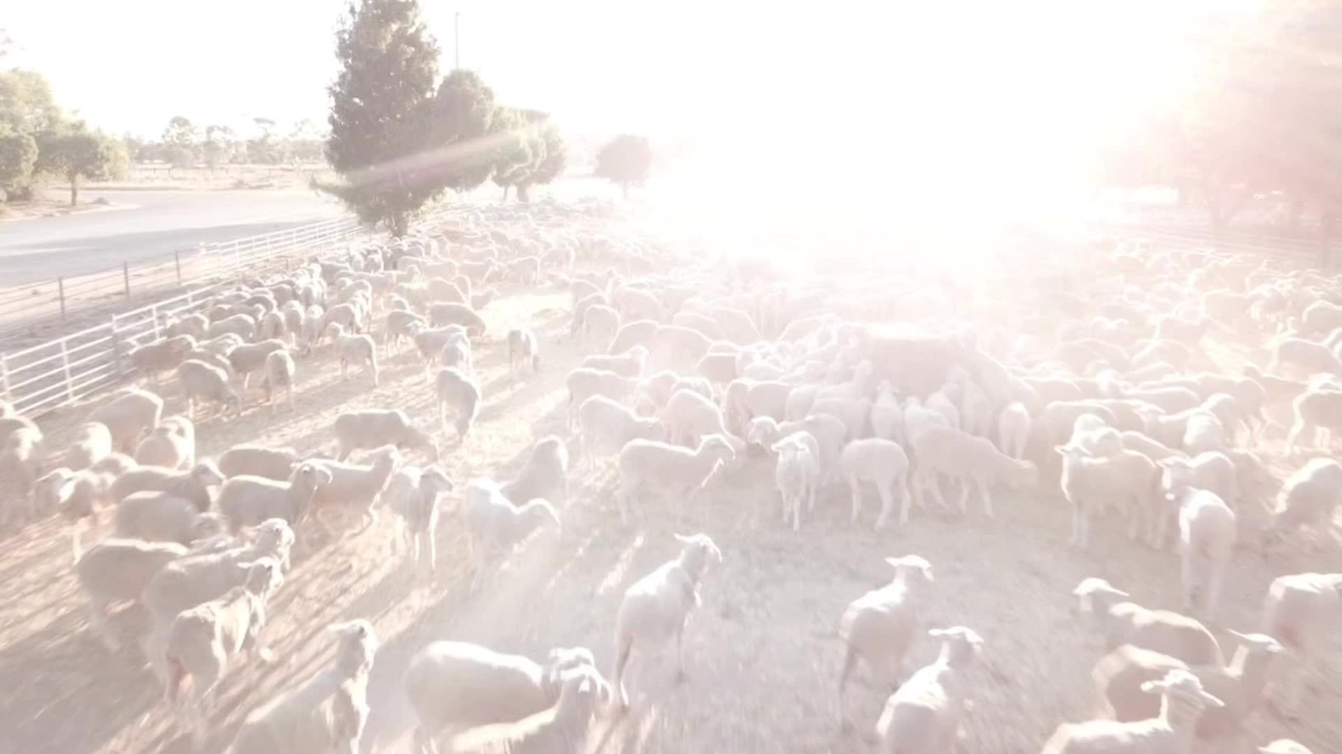 @Only shearing
