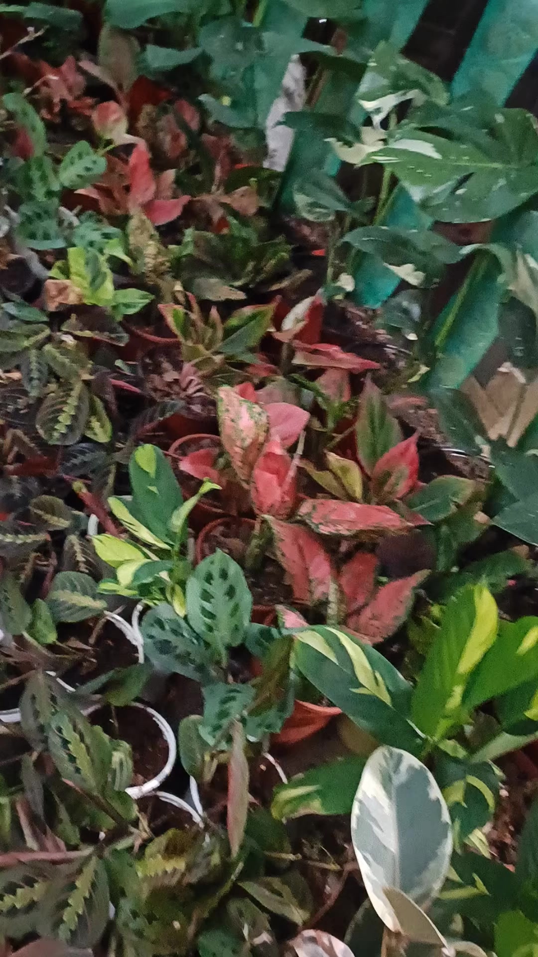 @shree guheshwori nursery