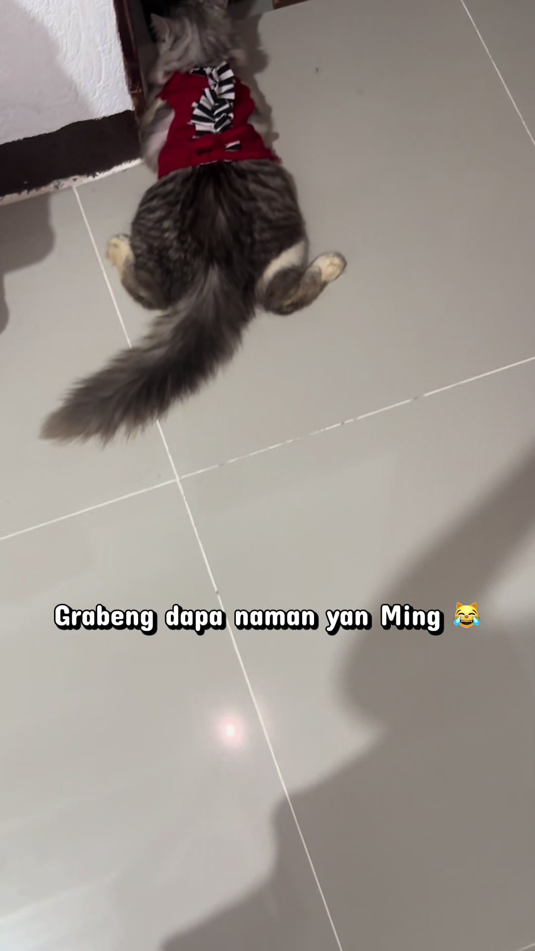 @𝒞𝒽𝑒𝓁𝓈𝑒𝒶 ᥫ᭡