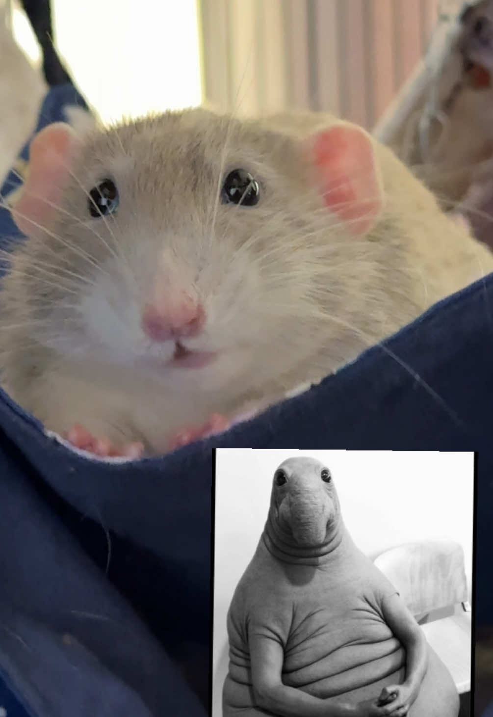 @Roxy’s rats