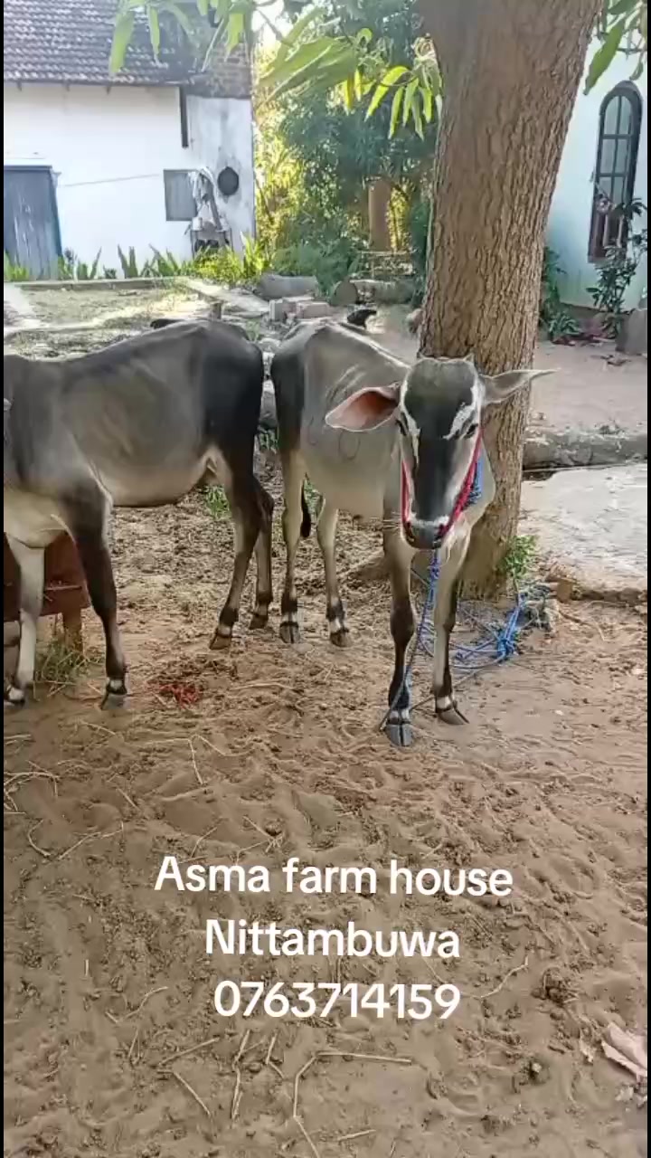 @asma❤️rayyan