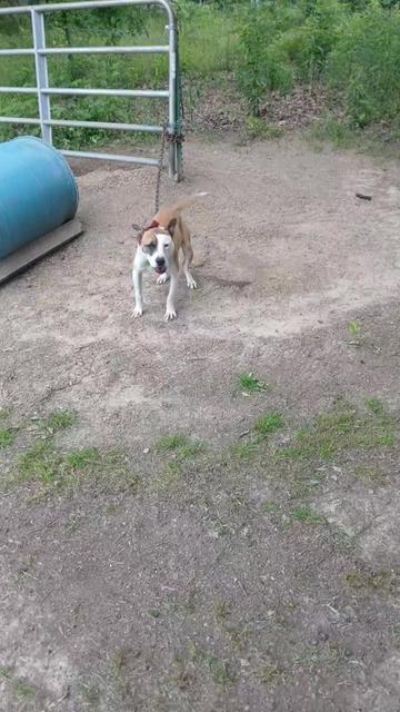 @🆘️oldsoul kennels💪🏼💯🔥🆘️