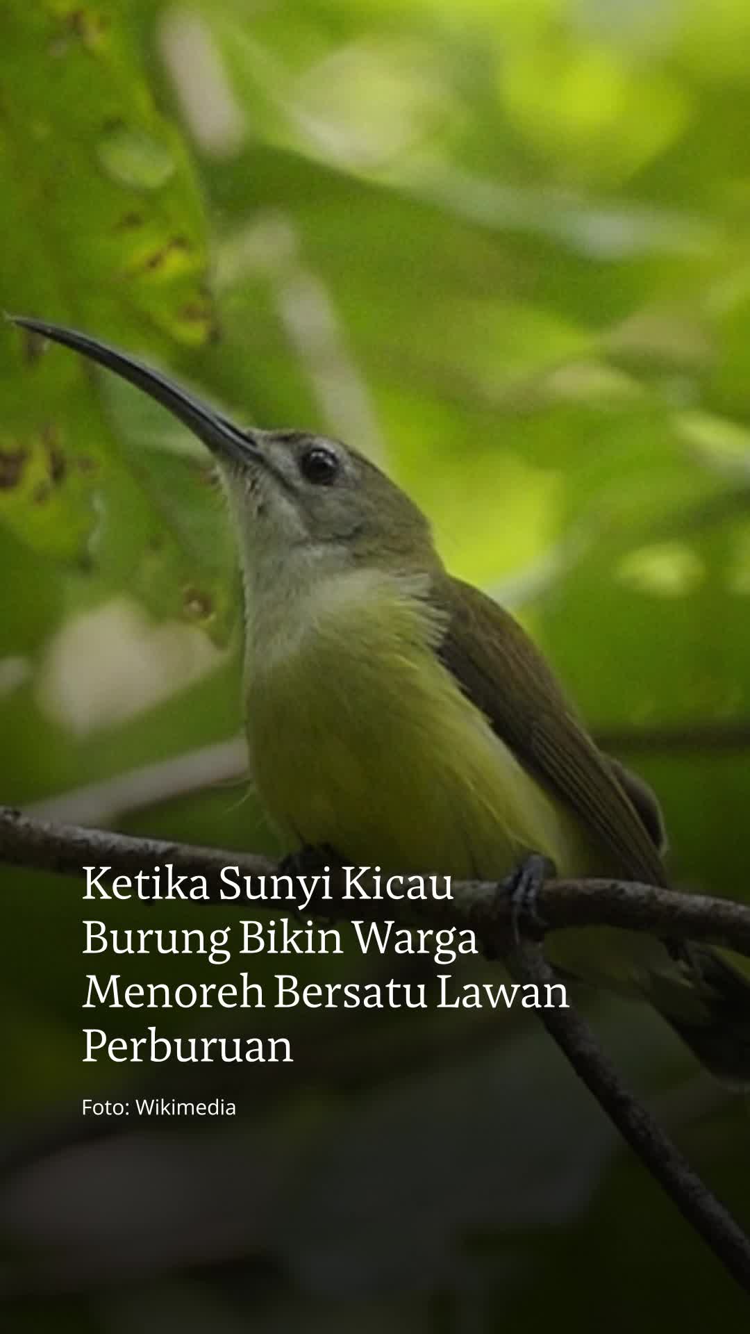 @mongabayindonesia