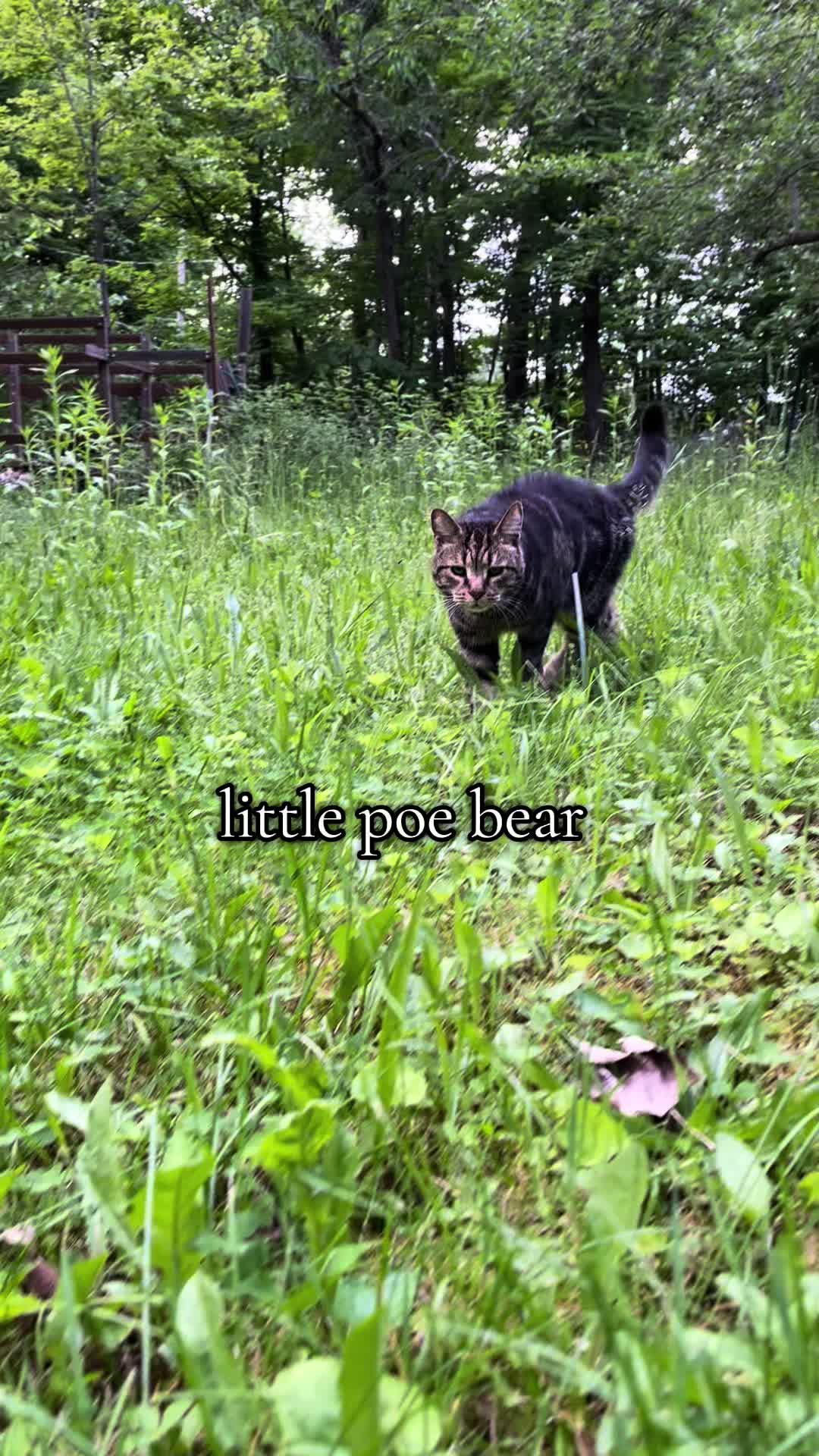 @⋆˚🐾 𐂯ྀིྀི ˖°