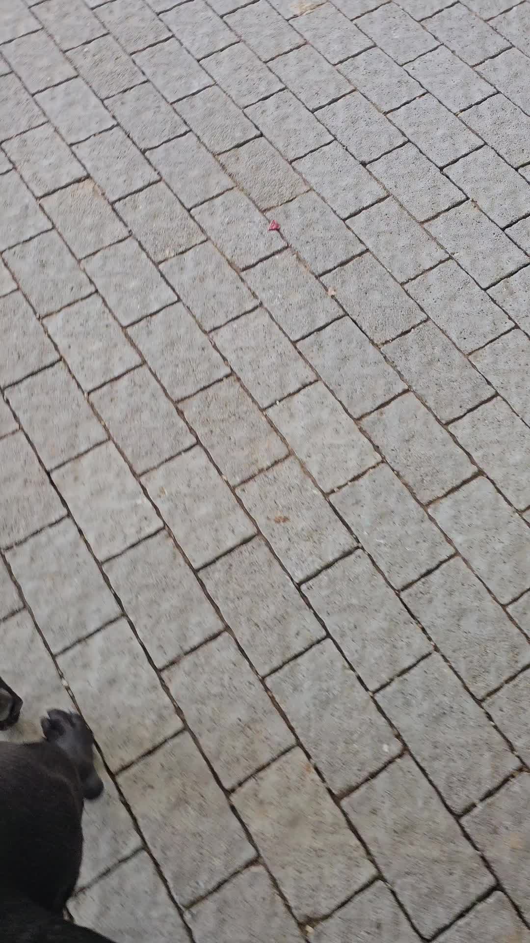 @מידן כחלון מנהיג הלהקה