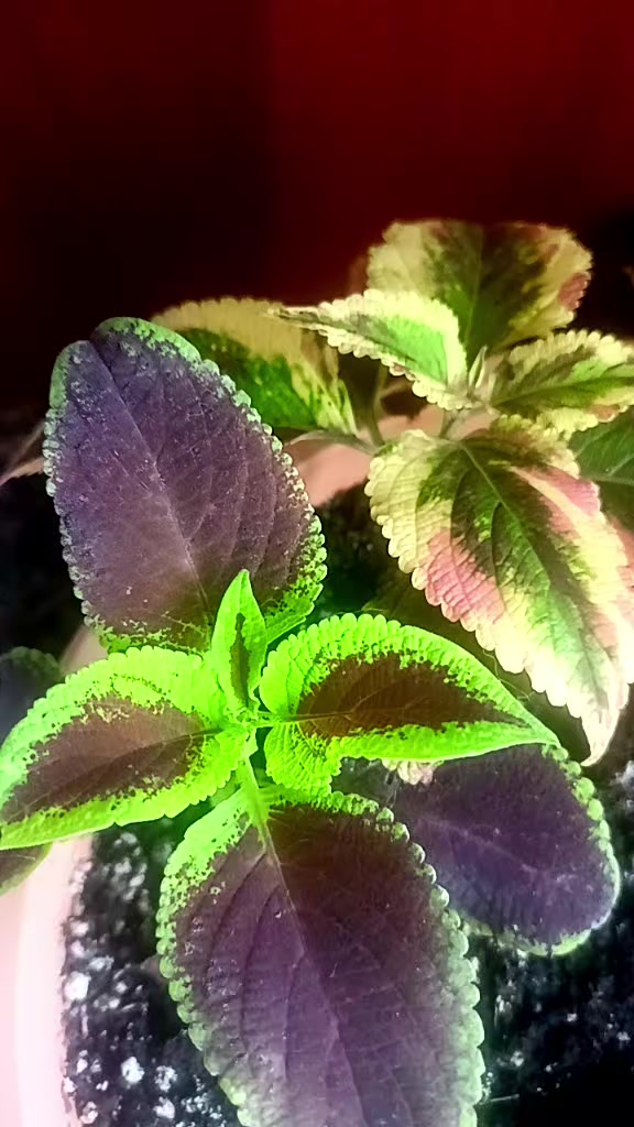 @ira.kos62